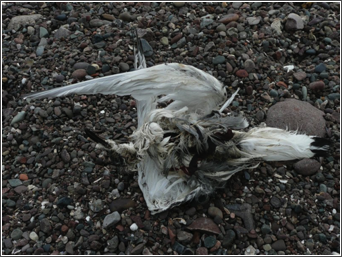 catterline dead gull